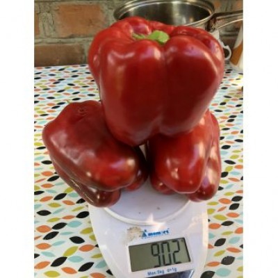 Семена перца сладкого 1601 F1 (ранний) кубический (500 сем.) Lark Seeds